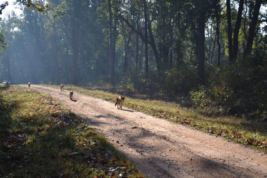 the-difference-between-an-indian-and-african-safari-the-tiny-taster