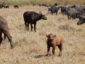 The beauty of Masaai mara, Maasai mara, masai mara,Kenya, Africa | The ...